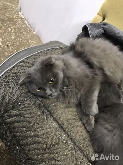Кошечка очень ищет дом