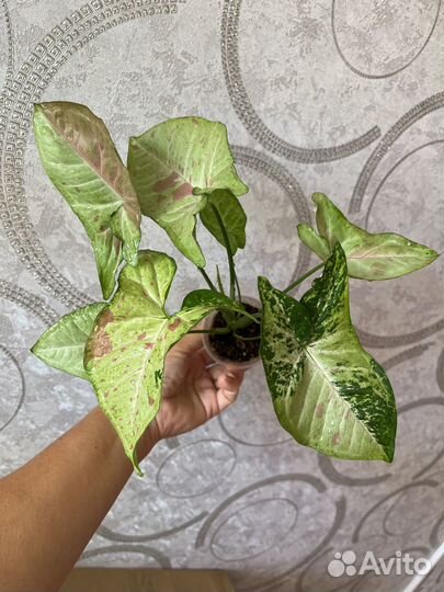 Сингониумы