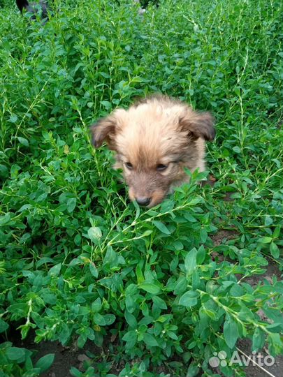 Собаки беспла