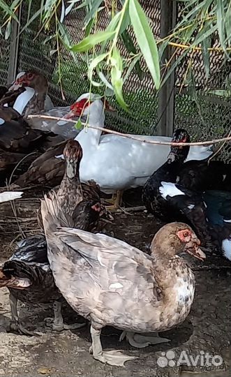 Мускусные утки