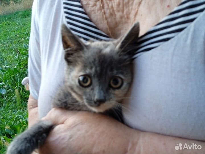 Кошка в дар