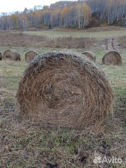 Сено, солома, зелёнка