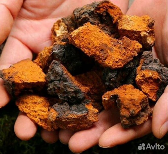 Березовый гриб,чага