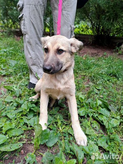 Девочка в добрые руки