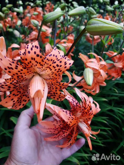 Тигровая лилия