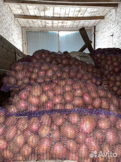 Картофель крупный свежий урожай