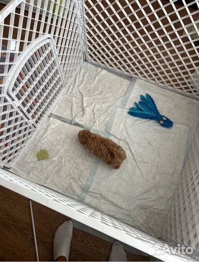 Мальтипу f1 мальчик стандарт, мишка мохнатый