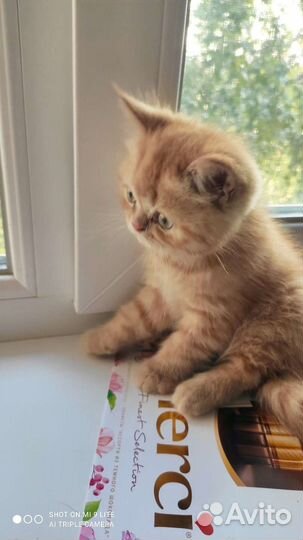 Персидский котик