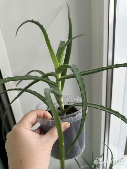 Алоэ столетник