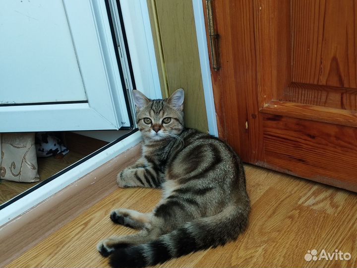 Британский кот вязка