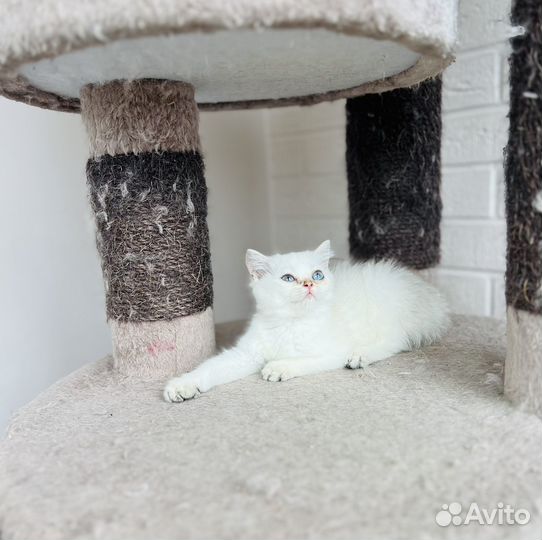 Котята британской золотой шиншиллы