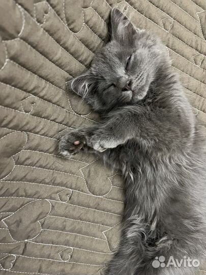 Британский котёнок