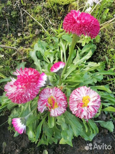 Хоста, маргаритка, клубника, земляника, ромашка