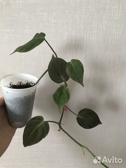 Филодендроны