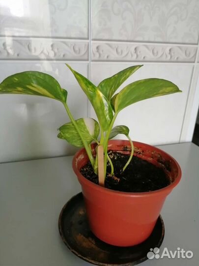 Сциндапсус