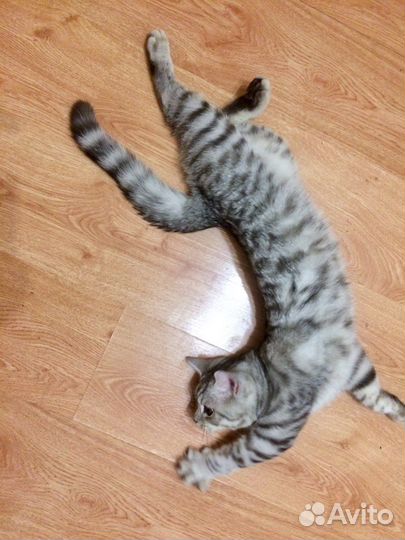 Вязка кот шотландец