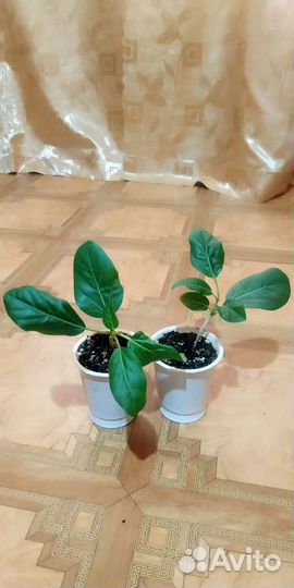 Замиокулькас