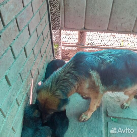 Немецкая овчарка