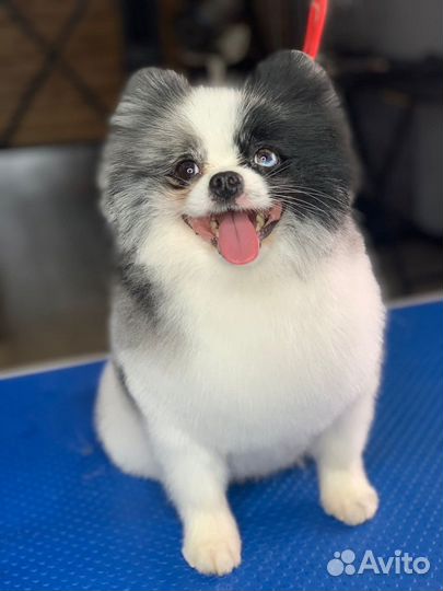 Вязка собак шпиц