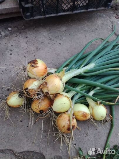 Семена репчатого лука Сеншуй