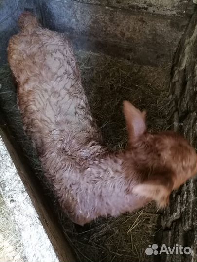 Продается телочка