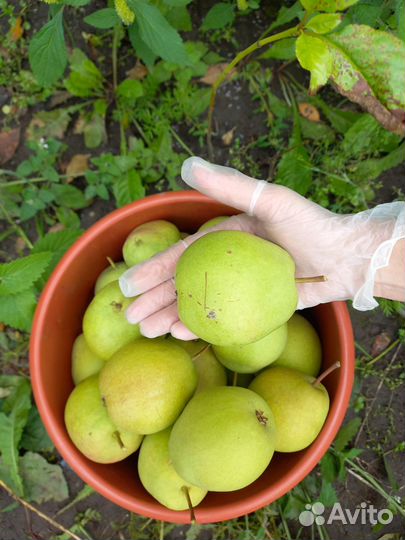 Груши