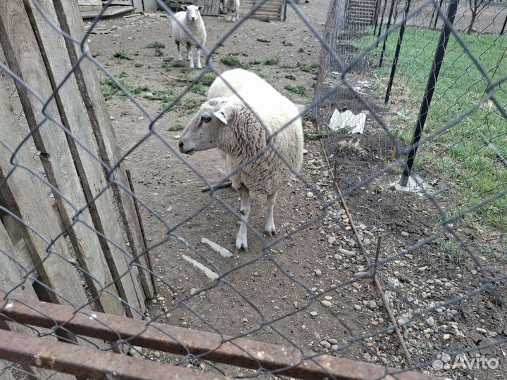 Овцы южная мясная