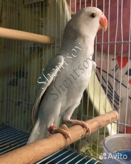 Птенцы ожерелового попугая