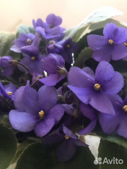 Сортовые фиалки