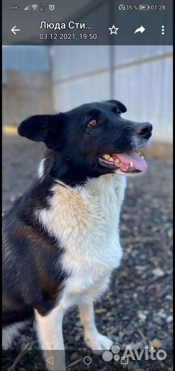 Собака в добрые руки отдам бесплатно