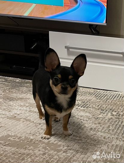 Чихуахуа кабель для вязки