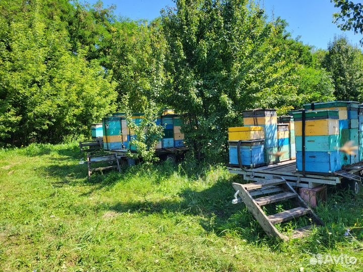 Продам мед оптом