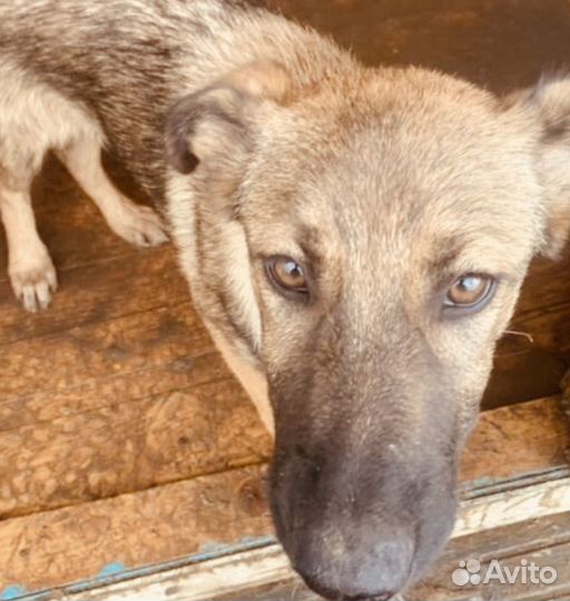 Собака в беде в добрые руки