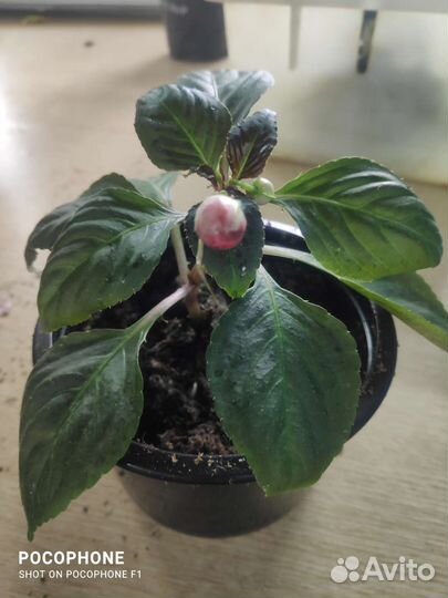 Бальзамин новогвинейский