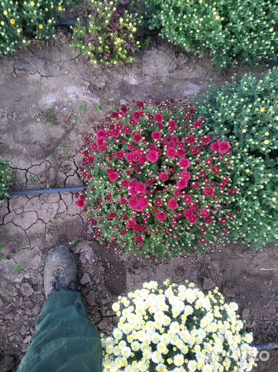 Хризантэмы