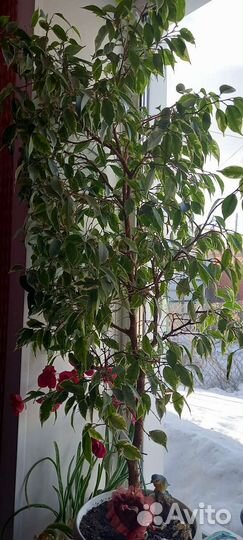 Фикус бенджамина