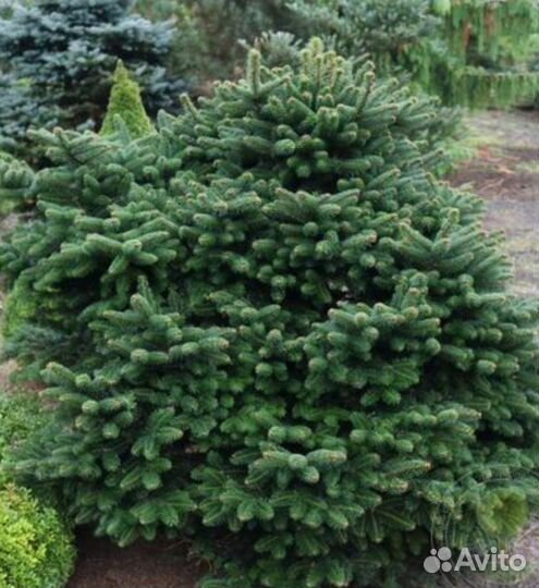 Пихта Майерс Дварф