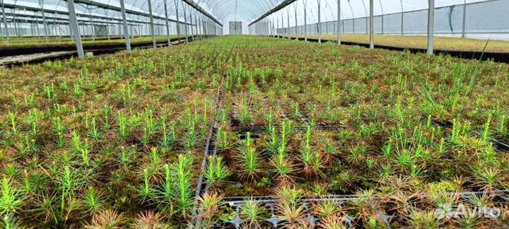 Саженцы сосны зкс