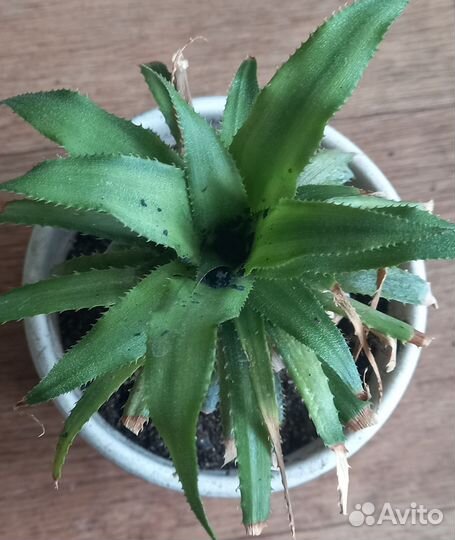 Продам Ананас, Драцену