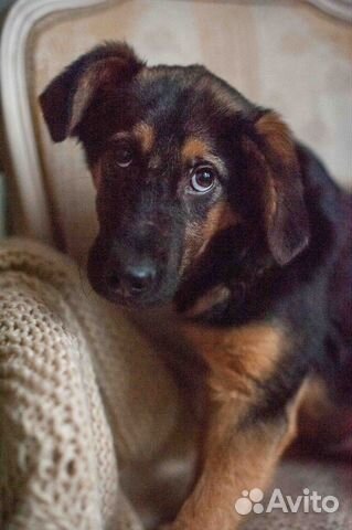 Собака в добрые руки щенок