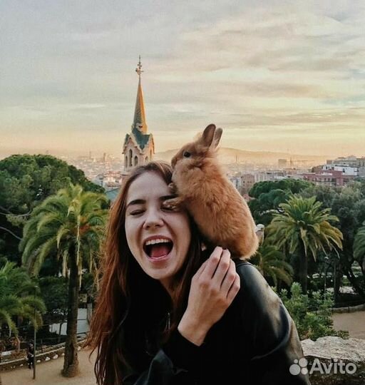 Декоративный карликовый кролик