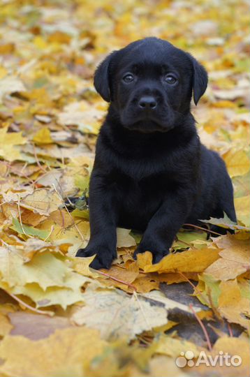 Малыши крепыши)