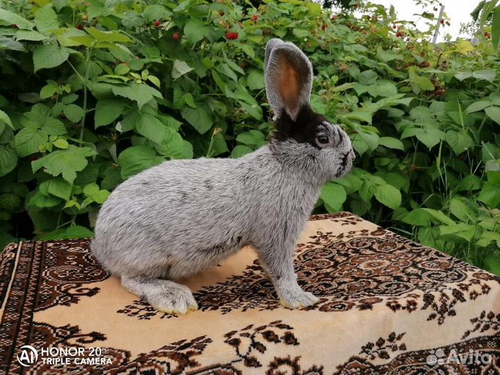 Отправка в регионы Чистопородные кролики Бсс