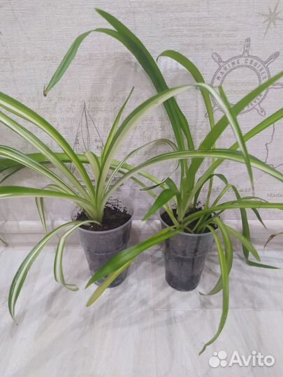 Комнатные растения