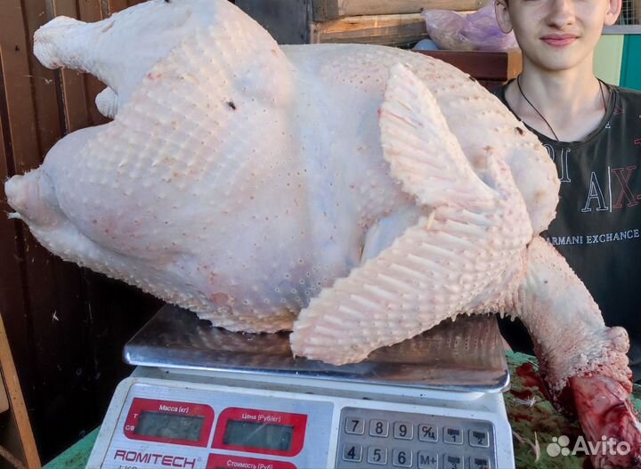 Мясо домашней индейки