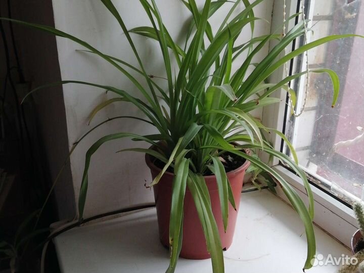 Хлорофитум