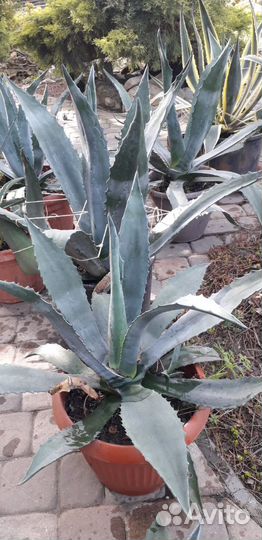 Растение Агава