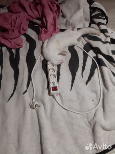 Белая норка