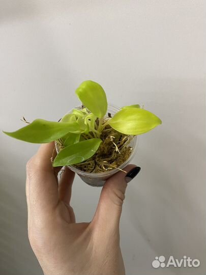 Филодендроны разные