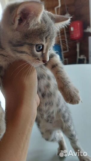 Котята 1,5 мес бесплатно кушают писают в лоток